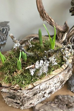 pflanzschale topf dekoschale birke naturdeko wasserdicht dekotopf im mrs greenery shop bestellen kaufen