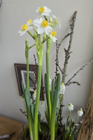 Narzizze Avalance mit weißen Blüten Frühlingsblüher Besonderheit