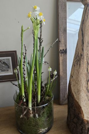 Narzizze Avalance mit weißen Blüten Frühlingsblüher Besonderheit