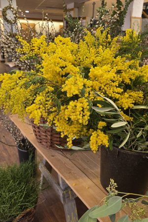 minosa frisch gelb blumen fruehlingsdeko herbstdeko osterdeko deko dekoidee mrs greenery shop bestellen kaufen mimosa frisch