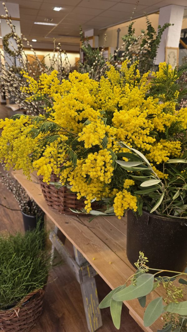 minosa frisch gelb blumen fruehlingsdeko herbstdeko osterdeko deko dekoidee mrs greenery shop bestellen kaufen mimosa frisch