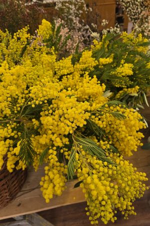 minosa frisch gelb blumen fruehlingsdeko herbstdeko osterdeko deko dekoidee mrs greenery shop bestellen kaufen mimosa frisch