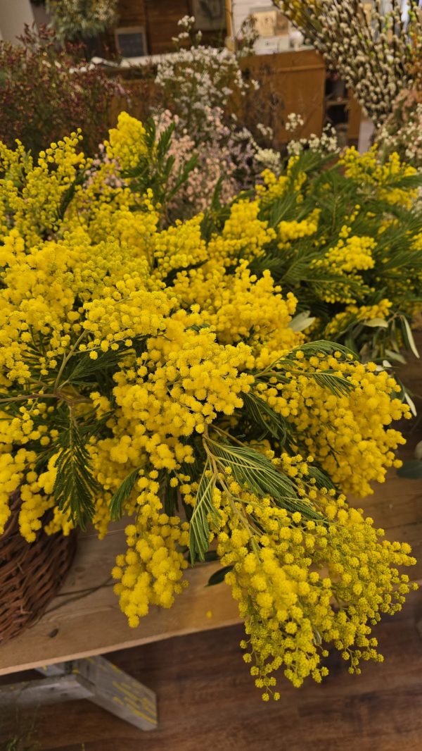 minosa frisch gelb blumen fruehlingsdeko herbstdeko osterdeko deko dekoidee mrs greenery shop bestellen kaufen mimosa frisch