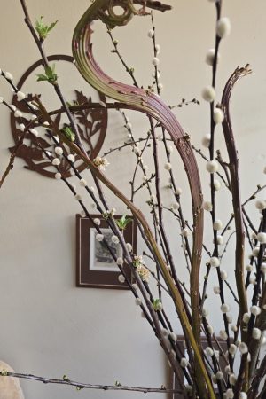 drachenweide weide frisch naturdeko weidekätzchen im mrs greenery Shop bestellen kaufen