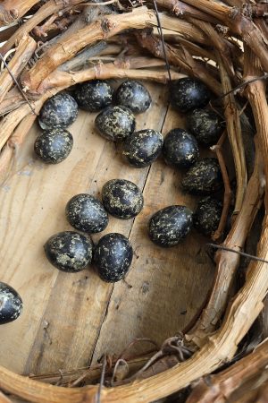 wachteleier eier ostereier ei naturdeko dunkel schwarz osterdeko mrs greenery shop bestellen kaufen online