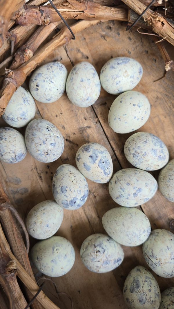 wachteleier eier ostereier ei naturdeko pastell gruen osterdeko mrs greenery shop bestellen kaufen online