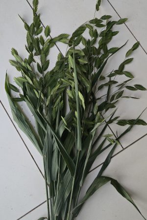 Ziergras Chasmanthium naturdeko im Mrs Greenery Shop bestellen kaufen