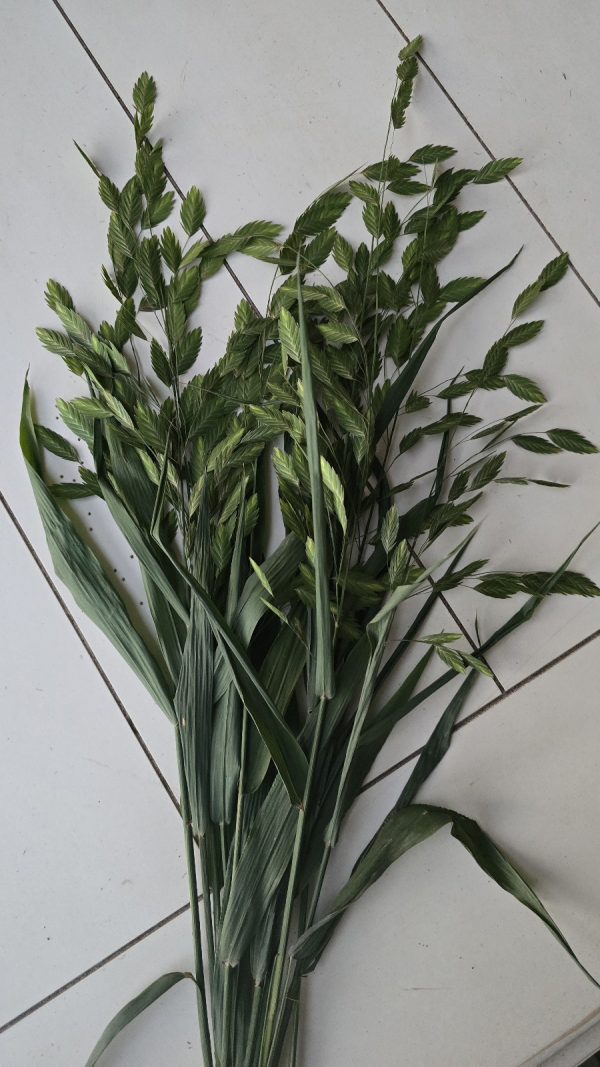 Ziergras Chasmanthium naturdeko im Mrs Greenery Shop bestellen kaufen