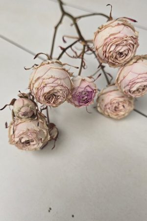 Rosen Minirosen Zweig getrocknet Trockenblumen kreativ im Mrs Greenery Shop bestellen kaufen