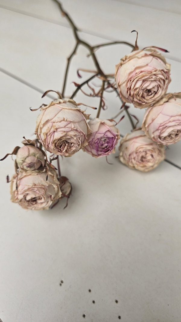 Rosen Minirosen Zweig getrocknet Trockenblumen kreativ im Mrs Greenery Shop bestellen kaufen