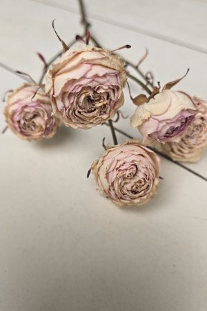 Rosen Minirosen Zweig getrocknet Trockenblumen kreativ im Mrs Greenery Shop bestellen kaufen