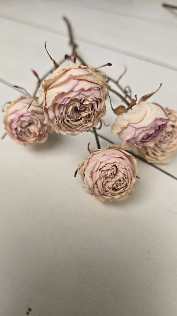 Rosen Minirosen Zweig getrocknet Trockenblumen kreativ im Mrs Greenery Shop bestellen kaufen