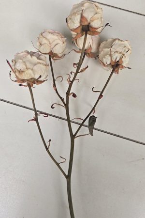 Rosen Minirosen Zweig getrocknet Trockenblumen kreativ im Mrs Greenery Shop bestellen kaufen