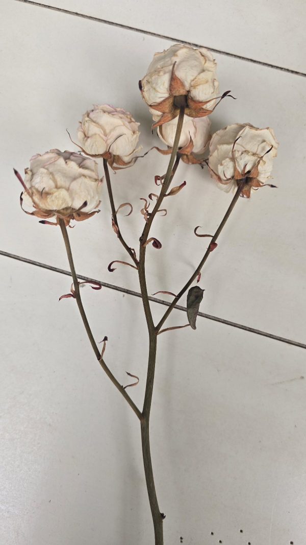 Rosen Minirosen Zweig getrocknet Trockenblumen kreativ im Mrs Greenery Shop bestellen kaufen