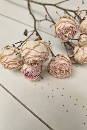 Rosen Minirosen Zweig getrocknet Trockenblumen kreativ im Mrs Greenery Shop bestellen kaufen