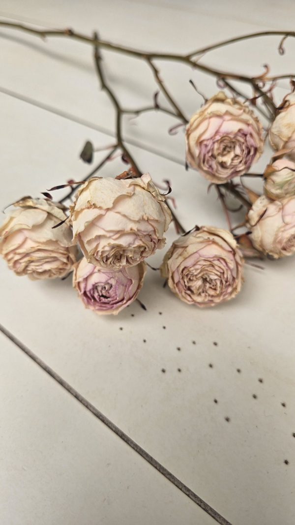 Rosen Minirosen Zweig getrocknet Trockenblumen kreativ im Mrs Greenery Shop bestellen kaufen