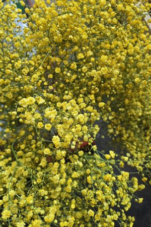 schleierkraut gelb frischblumen im mrs greenery shop bestellen kaufen