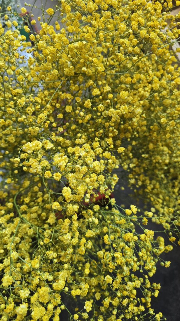 schleierkraut gelb frischblumen im mrs greenery shop bestellen kaufen