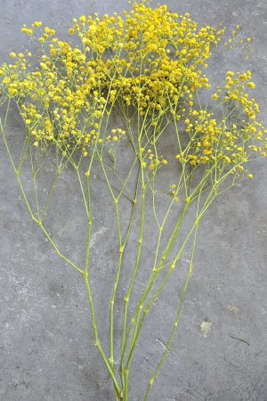 schleierkraut gelb frischblumen im mrs greenery shop bestellen kaufen