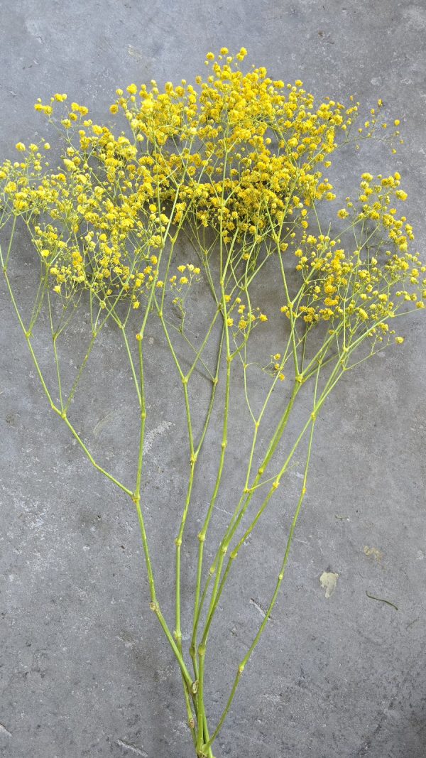 schleierkraut gelb frischblumen im mrs greenery shop bestellen kaufen