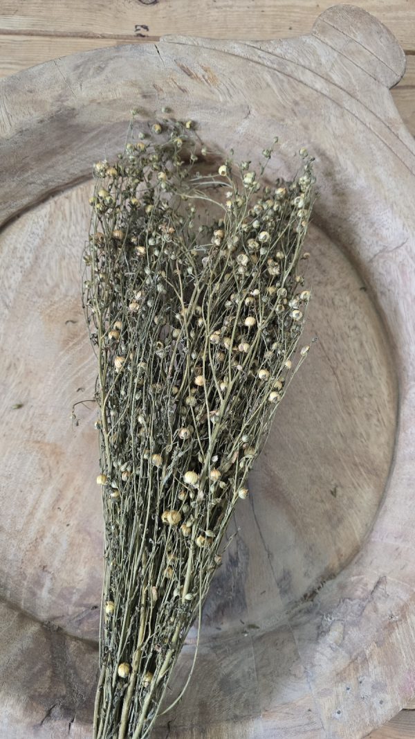 Trockenblume Leinen getrocknet bund im Mrs Greenery Shop bestellen kaufen