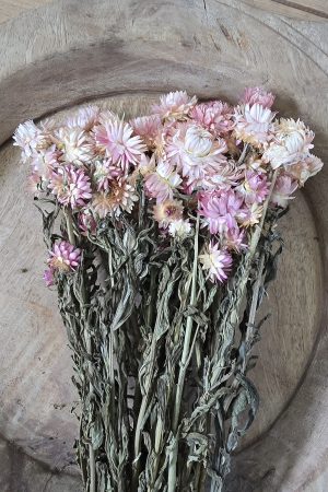 Trockenblume Rhodanthe weiss rosa creme getrocknet bund im Mrs Greenery Shop bestellen kaufen