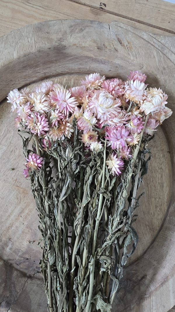 Trockenblume Rhodanthe weiss rosa creme getrocknet bund im Mrs Greenery Shop bestellen kaufen