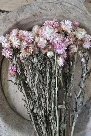 Trockenblume Rhodanthe weiss rosa creme getrocknet bund im Mrs Greenery Shop bestellen kaufen