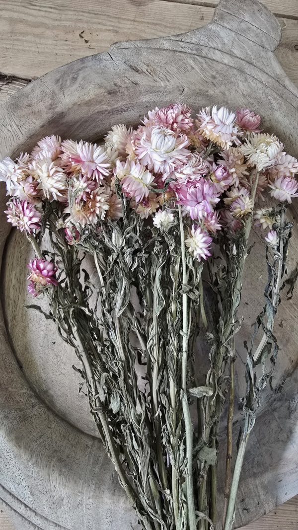 Trockenblume Rhodanthe weiss rosa creme getrocknet bund im Mrs Greenery Shop bestellen kaufen