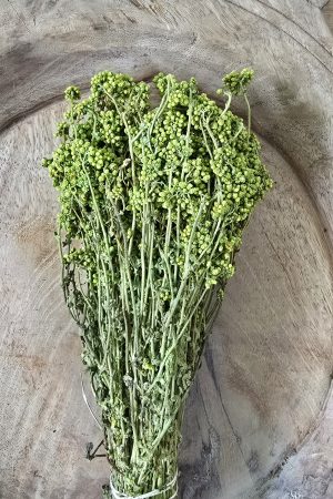 Trockenblume crsipum creme grün rot bordeaux getrocknet bund im Mrs Greenery Shop bestellen kaufen