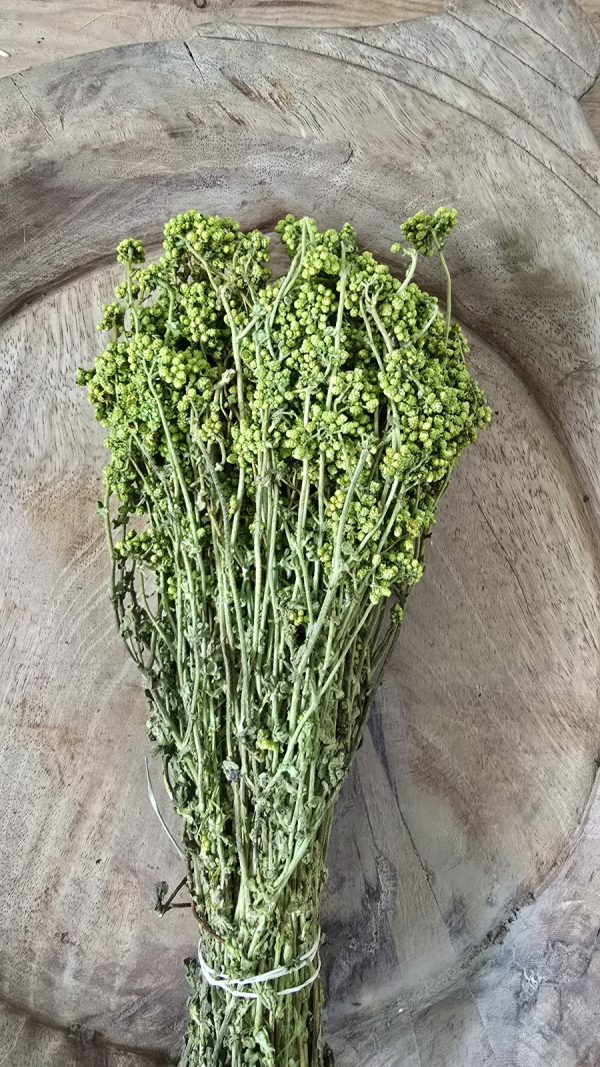 Trockenblume crsipum creme grün rot bordeaux getrocknet bund im Mrs Greenery Shop bestellen kaufen