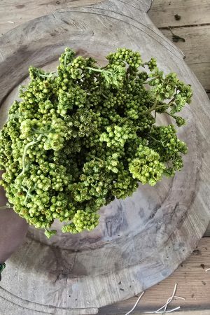 Trockenblume crsipum creme grün rot bordeaux getrocknet bund im Mrs Greenery Shop bestellen kaufen