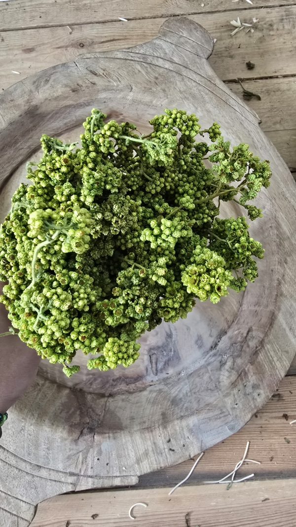 Trockenblume crsipum creme grün rot bordeaux getrocknet bund im Mrs Greenery Shop bestellen kaufen
