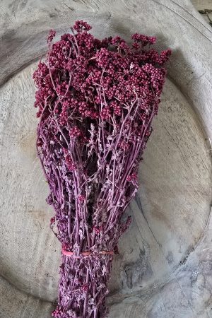 Trockenblume crsipum creme grün rot bordeaux getrocknet bund im Mrs Greenery Shop bestellen kaufen