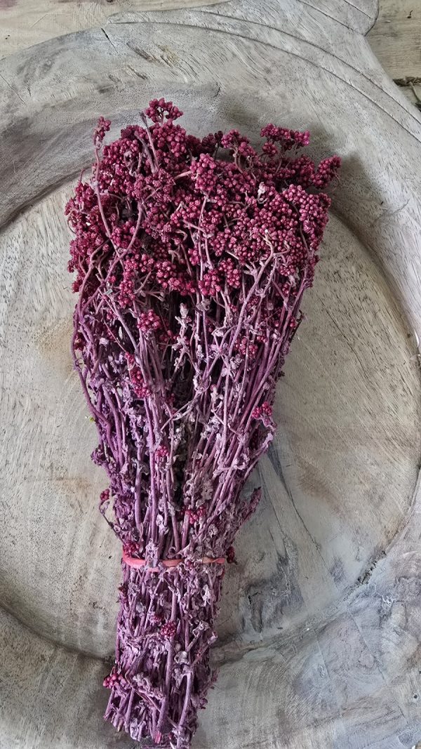 Trockenblume crsipum creme grün rot bordeaux getrocknet bund im Mrs Greenery Shop bestellen kaufen