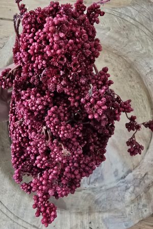 Trockenblume crsipum creme grün rot bordeaux getrocknet bund im Mrs Greenery Shop bestellen kaufen