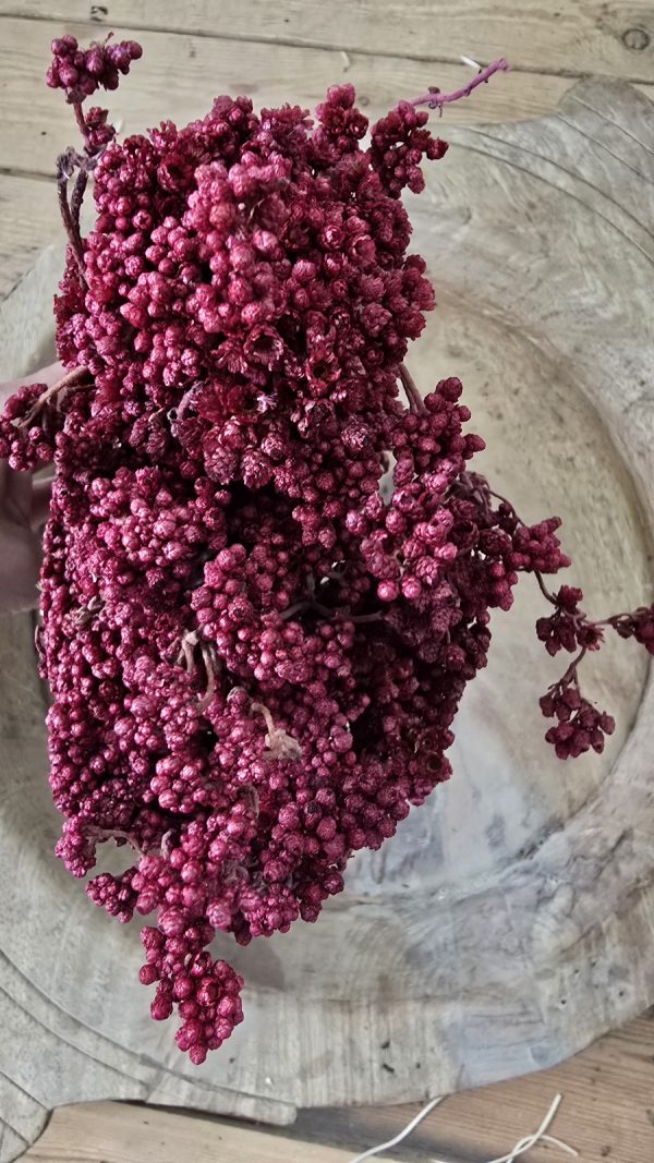 Trockenblume crsipum creme grün rot bordeaux getrocknet bund im Mrs Greenery Shop bestellen kaufen