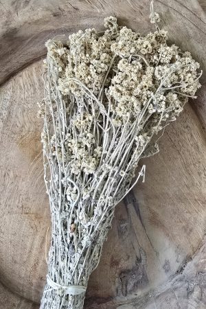 Trockenblume crsipum creme grün rot bordeaux getrocknet bund im Mrs Greenery Shop bestellen kaufen
