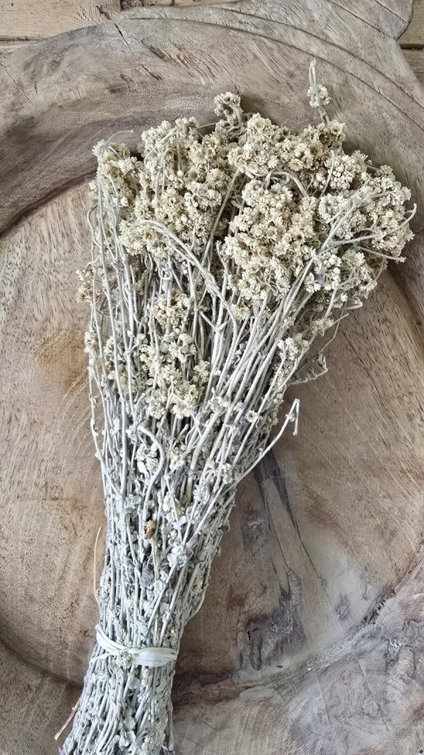 Trockenblume crsipum creme grün rot bordeaux getrocknet bund im Mrs Greenery Shop bestellen kaufen