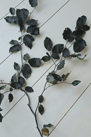 buche buchenzweig grün konserviert naturdeko im mrs greenery shop bestellen kaufen