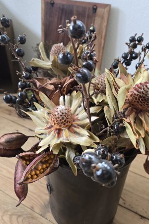 trockenblume vanosium trockenblüte im mrs greenery shop bestellen kaufen getrocknete Blüte
