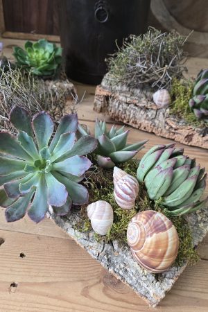 sukkulenten tischdeko dekoarrangement deko im Mrs Greenery Shop bestellen kaufen naturdeko sommerdeko