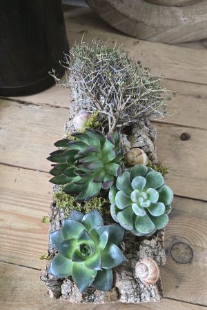 sukkulenten tischdeko dekoarrangement deko im Mrs Greenery Shop bestellen kaufen naturdeko sommerdeko
