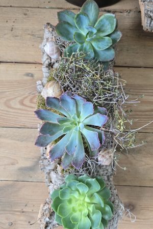 sukkulenten tischdeko dekoarrangement deko im Mrs Greenery Shop bestellen kaufen naturdeko sommerdeko