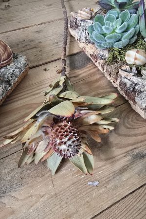 trockenblume vanosium trockenblüte im mrs greenery shop bestellen kaufen getrocknete Blüte