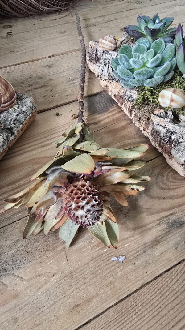 trockenblume vanosium trockenblüte im mrs greenery shop bestellen kaufen getrocknete Blüte