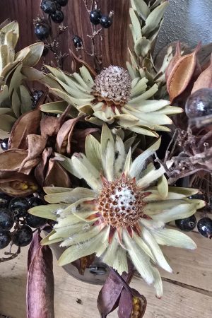 trockenblume vanosium trockenblüte im mrs greenery shop bestellen kaufen getrocknete Blüte