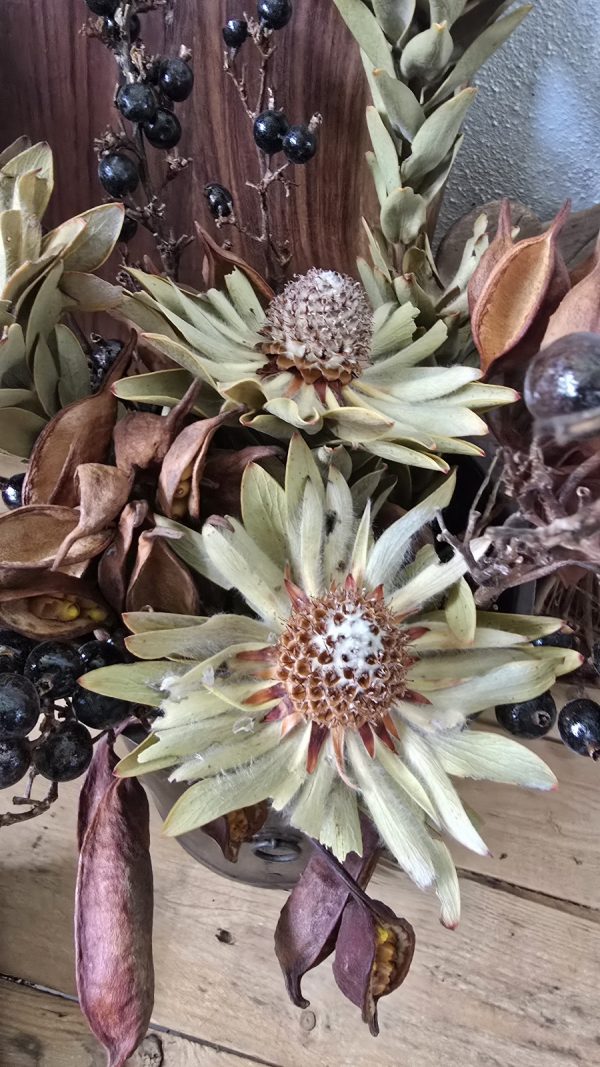 trockenblume vanosium trockenblüte im mrs greenery shop bestellen kaufen getrocknete Blüte