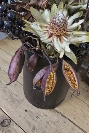 trockenfrüchte brachyciton frucht trockenblüte im mrs greenery shop bestellen kaufen getrocknete früchte