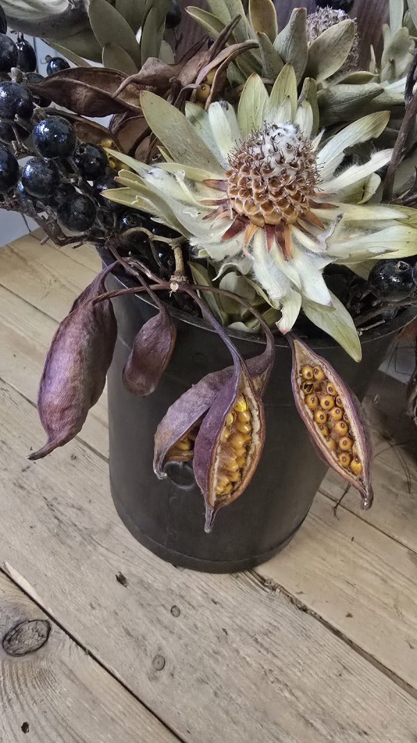 trockenfrüchte brachyciton frucht trockenblüte im mrs greenery shop bestellen kaufen getrocknete früchte